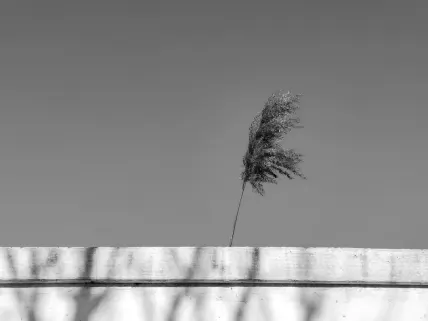 Kaszinó Napoli Mobilalkalmazás